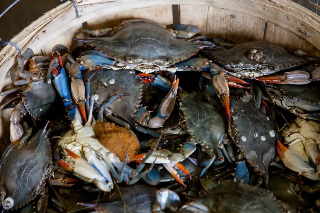 ARE YOU IN A BUCKET OF CRABS? Lean Strong Fitness & Wellness